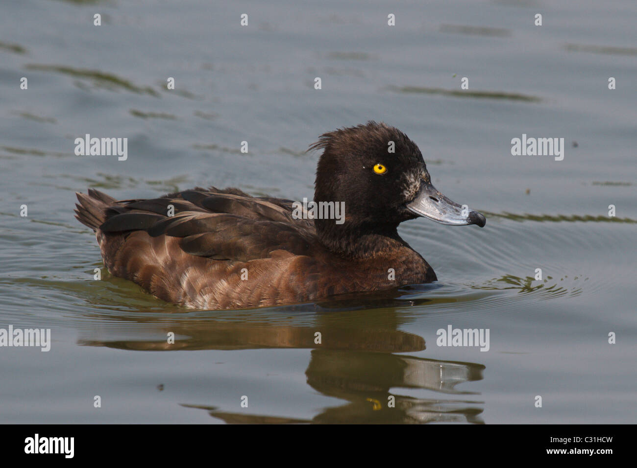 Hembra Tufted Duck Foto de stock