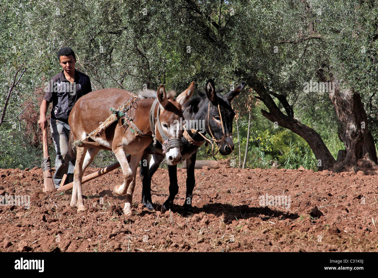Arando con burros fotografías e imágenes de alta resolución Alamy