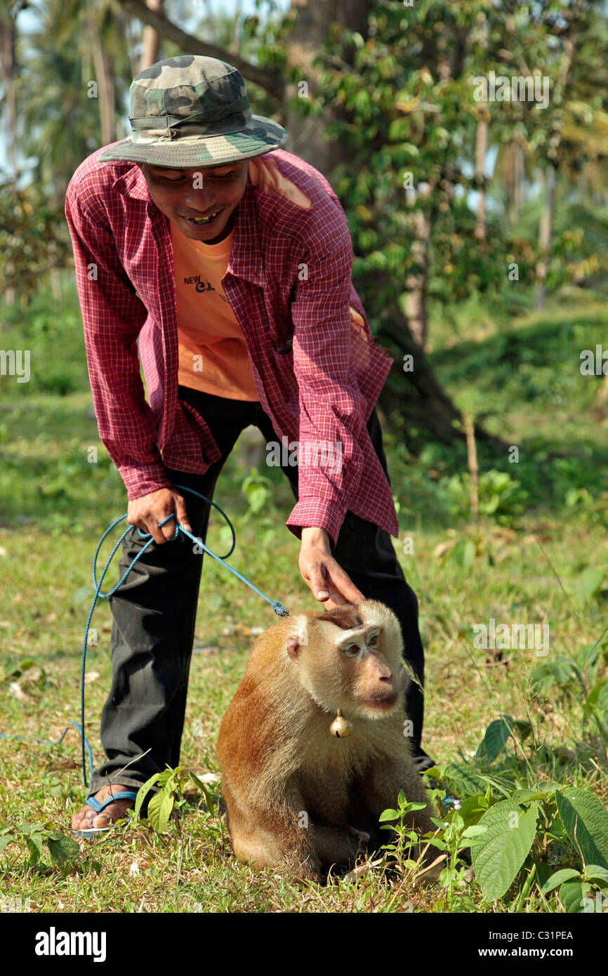 Obrero y un mono macaco entrenados para trepar a los cocoteros a recolectar  los frutos, BANG SAPHAN, Tailandia, ASIA Fotografía de stock - Alamy