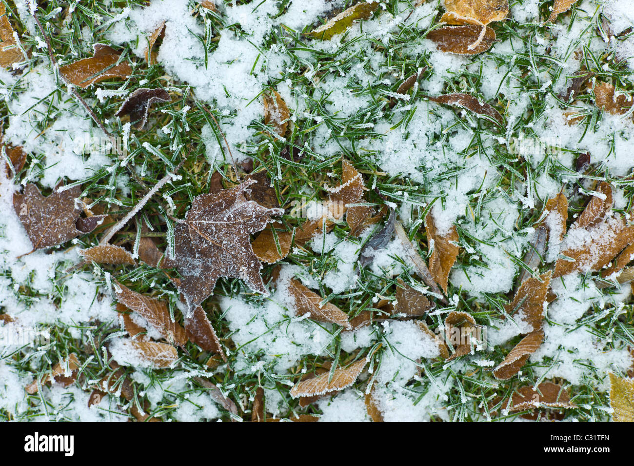 Escena de Invierno helada hoar en carpe caído hojas en los Cotswolds, REINO UNIDO Foto de stock
