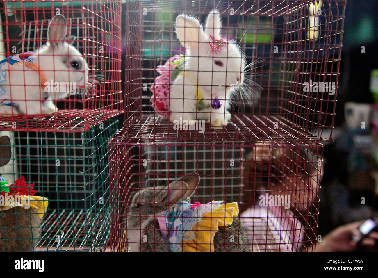 La venta de conejos enanos en trajes, mercado nocturno, BANG SAPHAN,  Tailandia, ASIA Fotografía de stock - Alamy