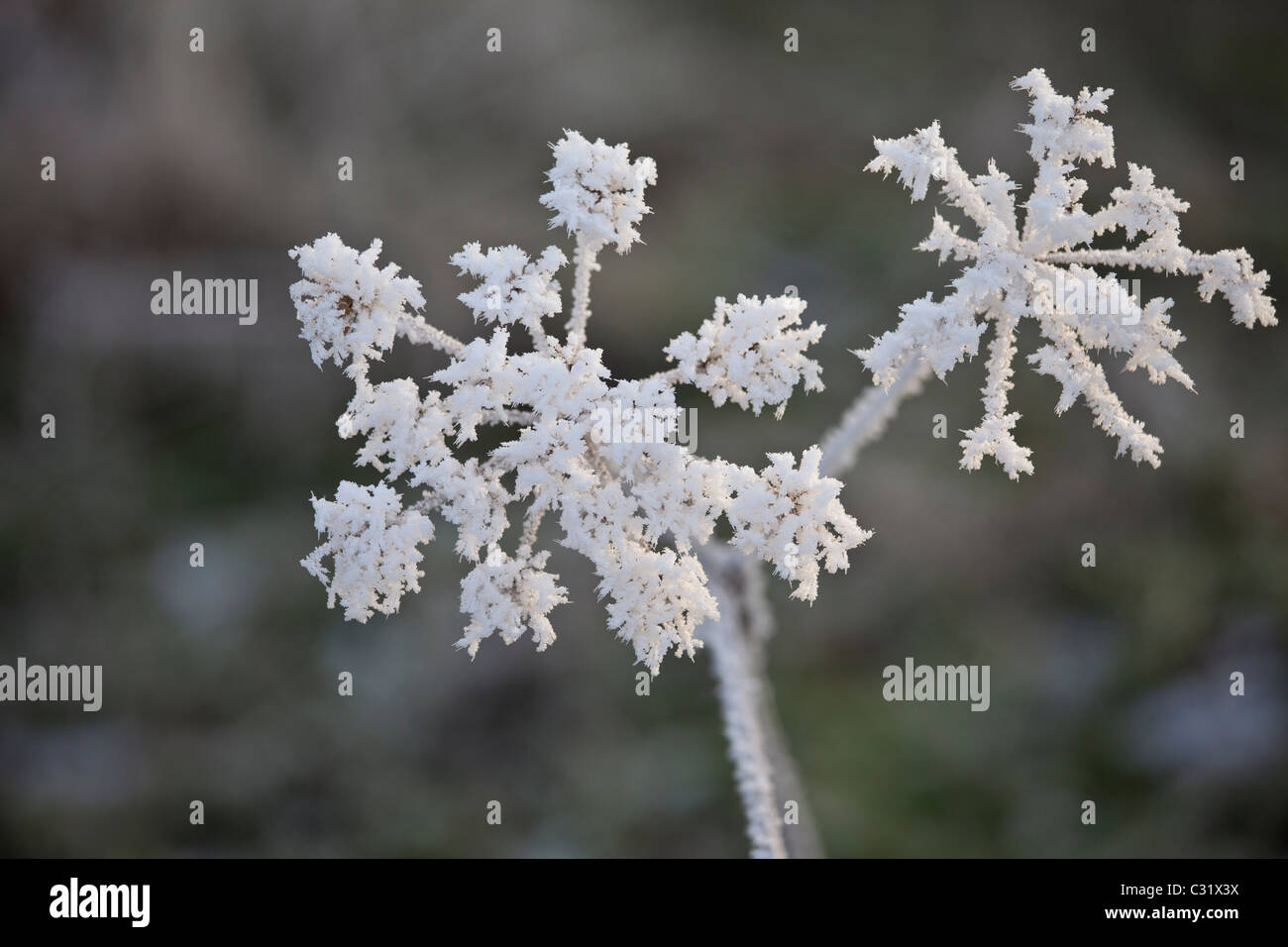 Escena de Invierno helada hoar en la branca ursina planta en los Cotswolds, REINO UNIDO Foto de stock