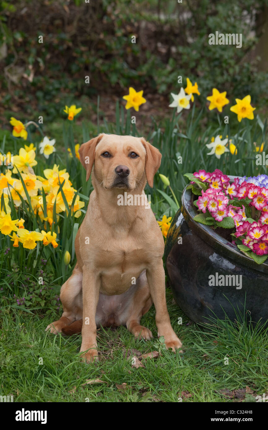 Labrador amarillo en spring garden Foto de stock