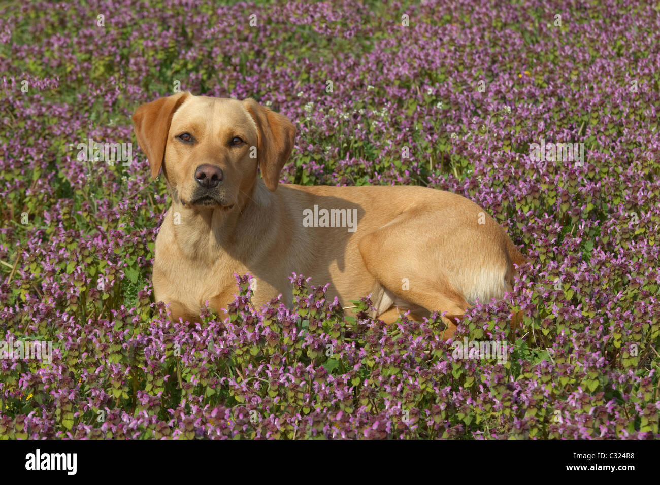 Labrador amarillo en primavera flores Foto de stock