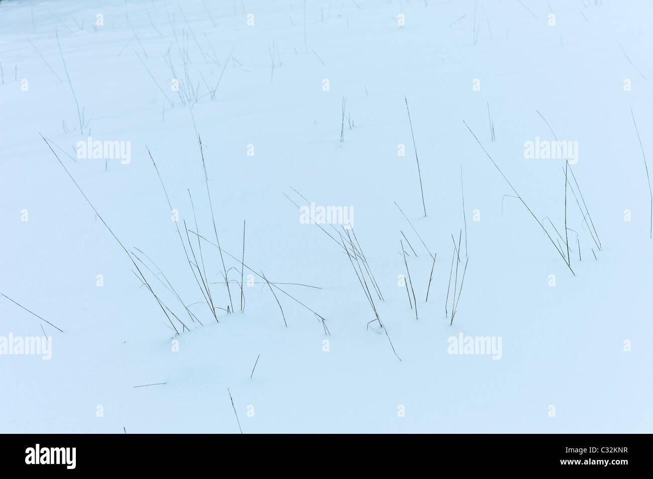 Hierba en laderas nevadas en los Cotswolds, REINO UNIDO Foto de stock