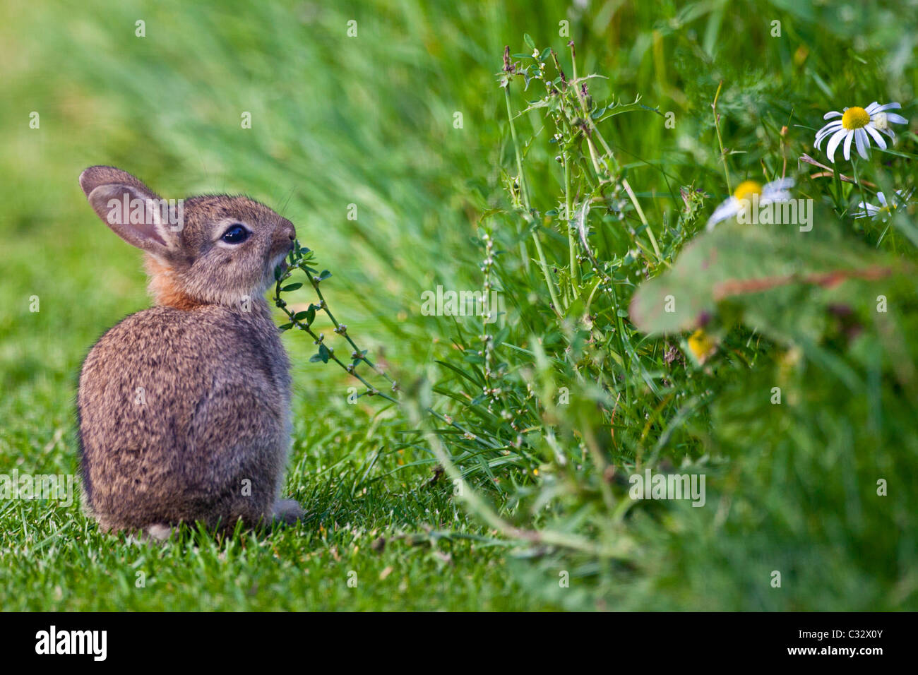 Wild conejo joven sniffing wildflower en Country Garden, los Cotswolds, Oxfordshire, Reino Unido Foto de stock