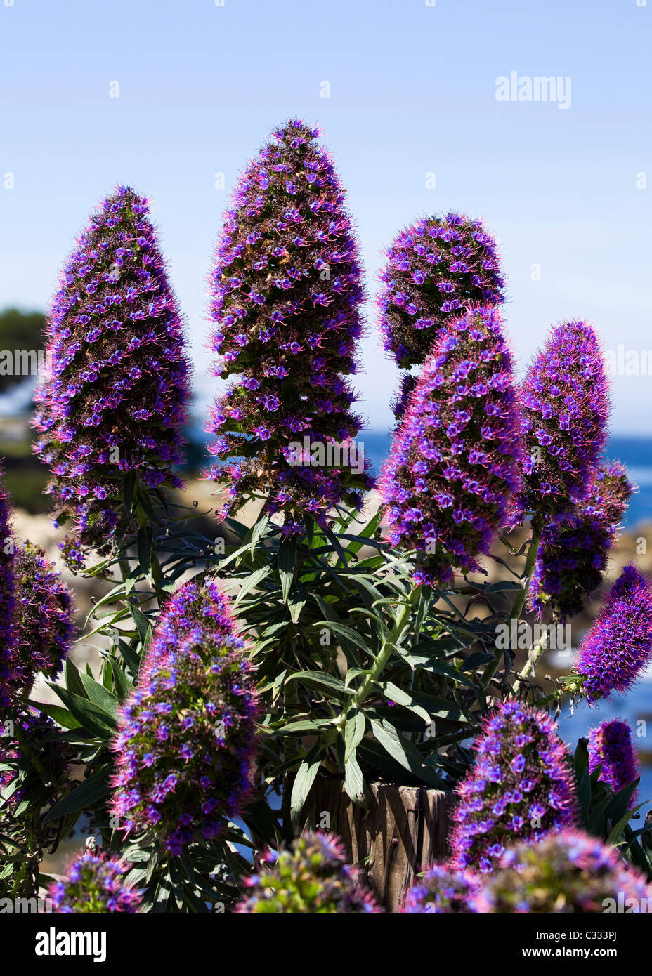 Orgullo de Madeira (Echium candicans) Flores de California - EE.UU. Foto de stock