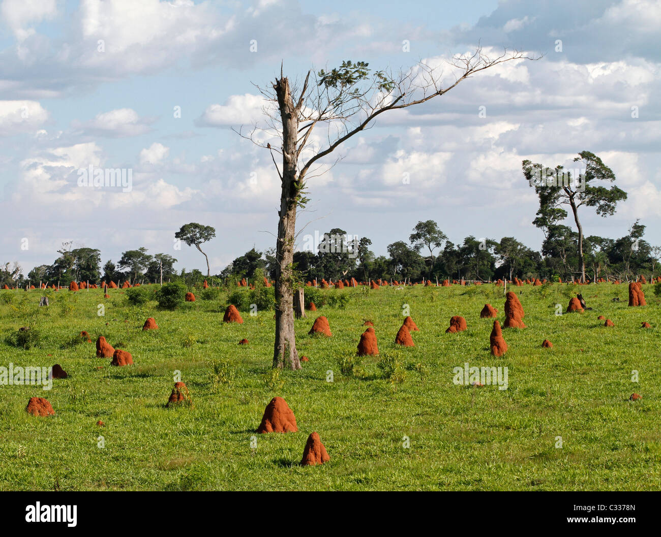 Las termitas en un campo, Canindeyú, Paraguay Foto de stock
