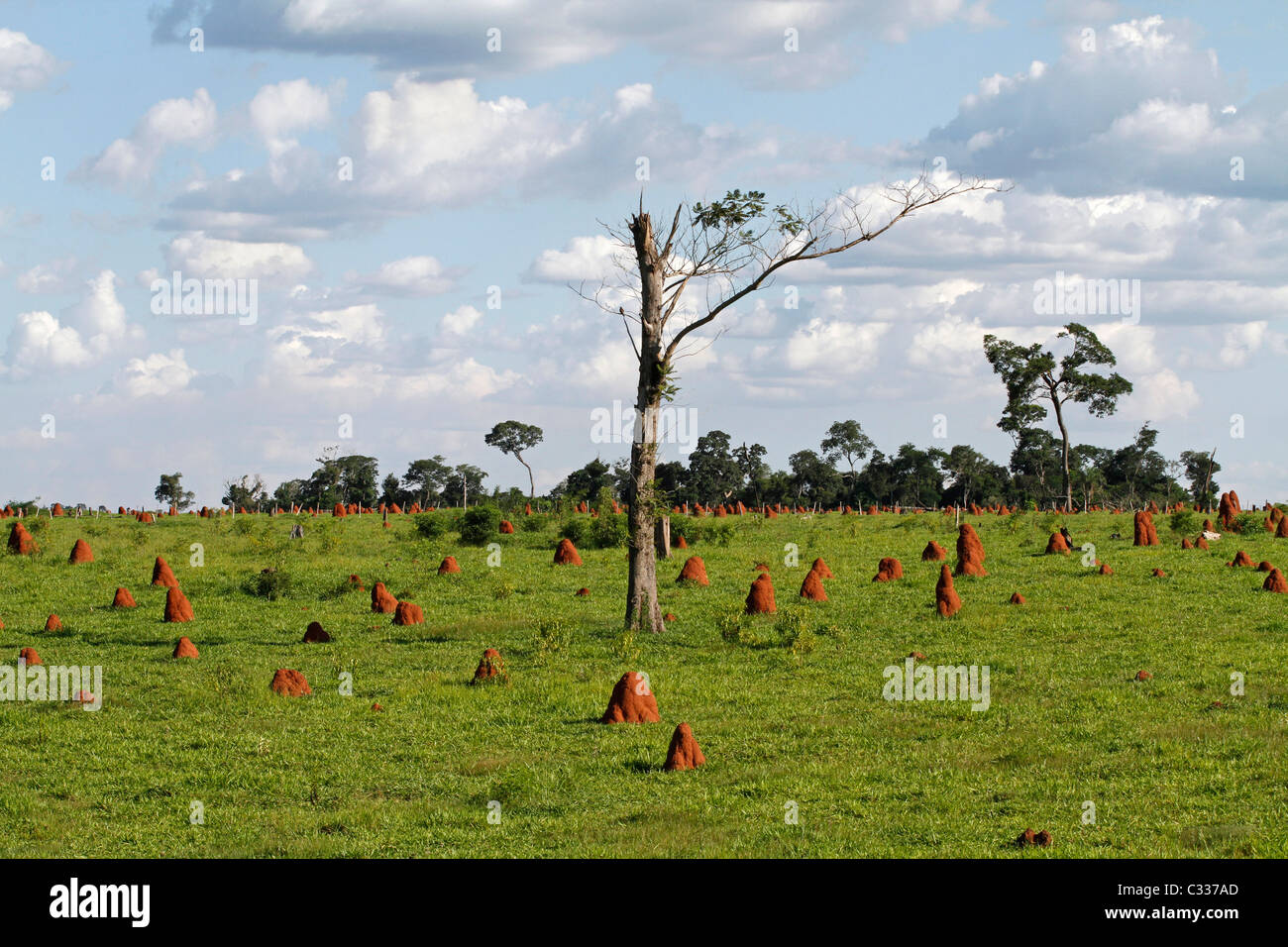 Las termitas en un campo, Canindeyú, Paraguay Foto de stock