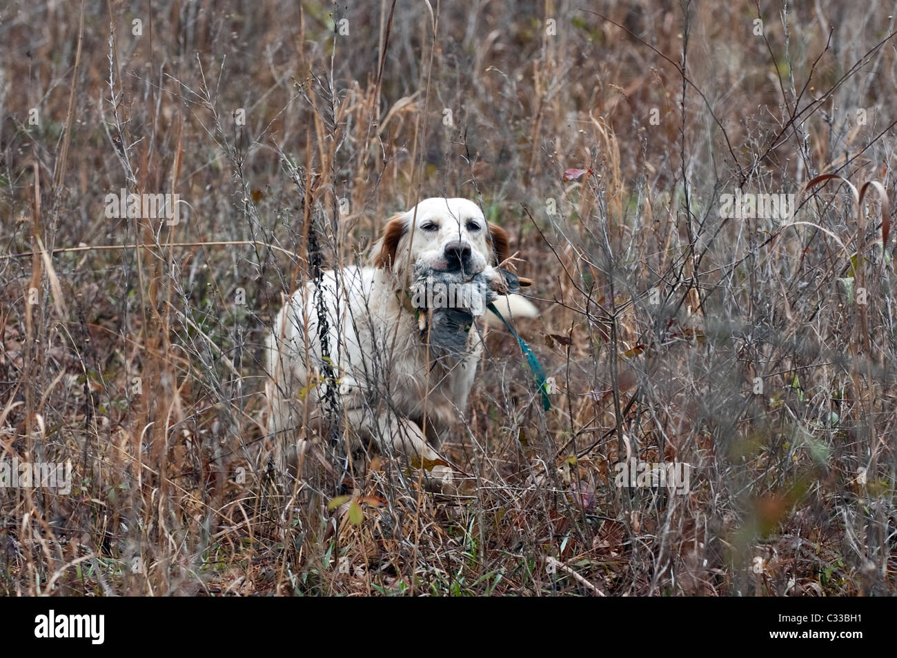Setter inglés haciendo un recuperar durante un Codornices cazar en Piney Woods de Dougherty County, Georgia Foto de stock