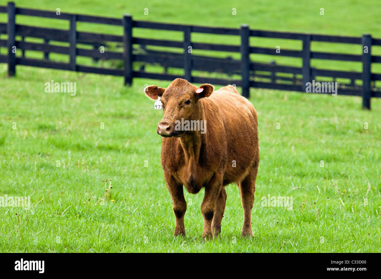 En la primavera de pasto permanente de vaca en Floyd County, Indiana Foto de stock