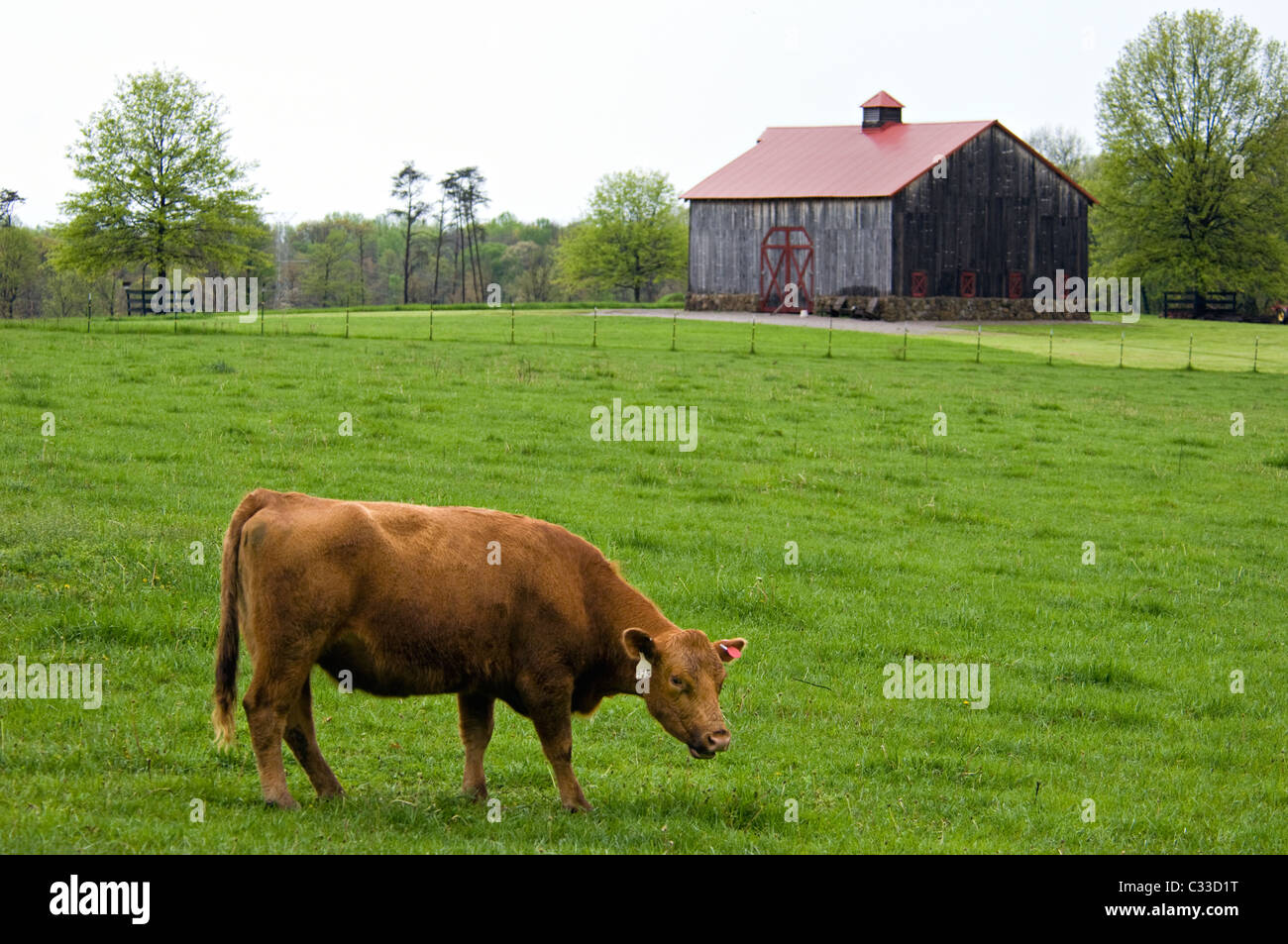 En la primavera de pastoreo de vacas pastan en Floyd County, Indiana Foto de stock