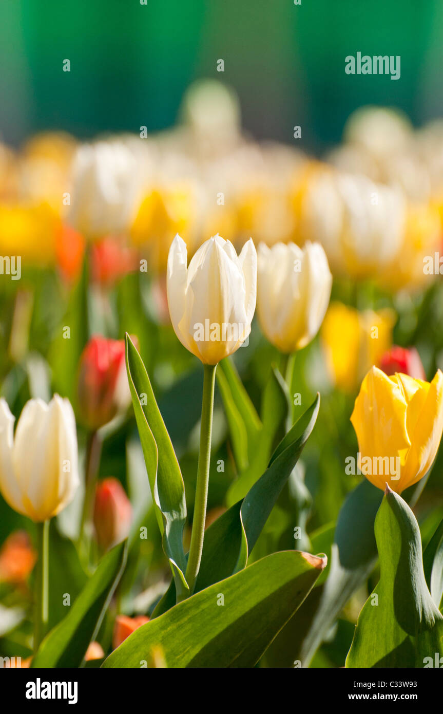 flores de tulipanes Foto de stock