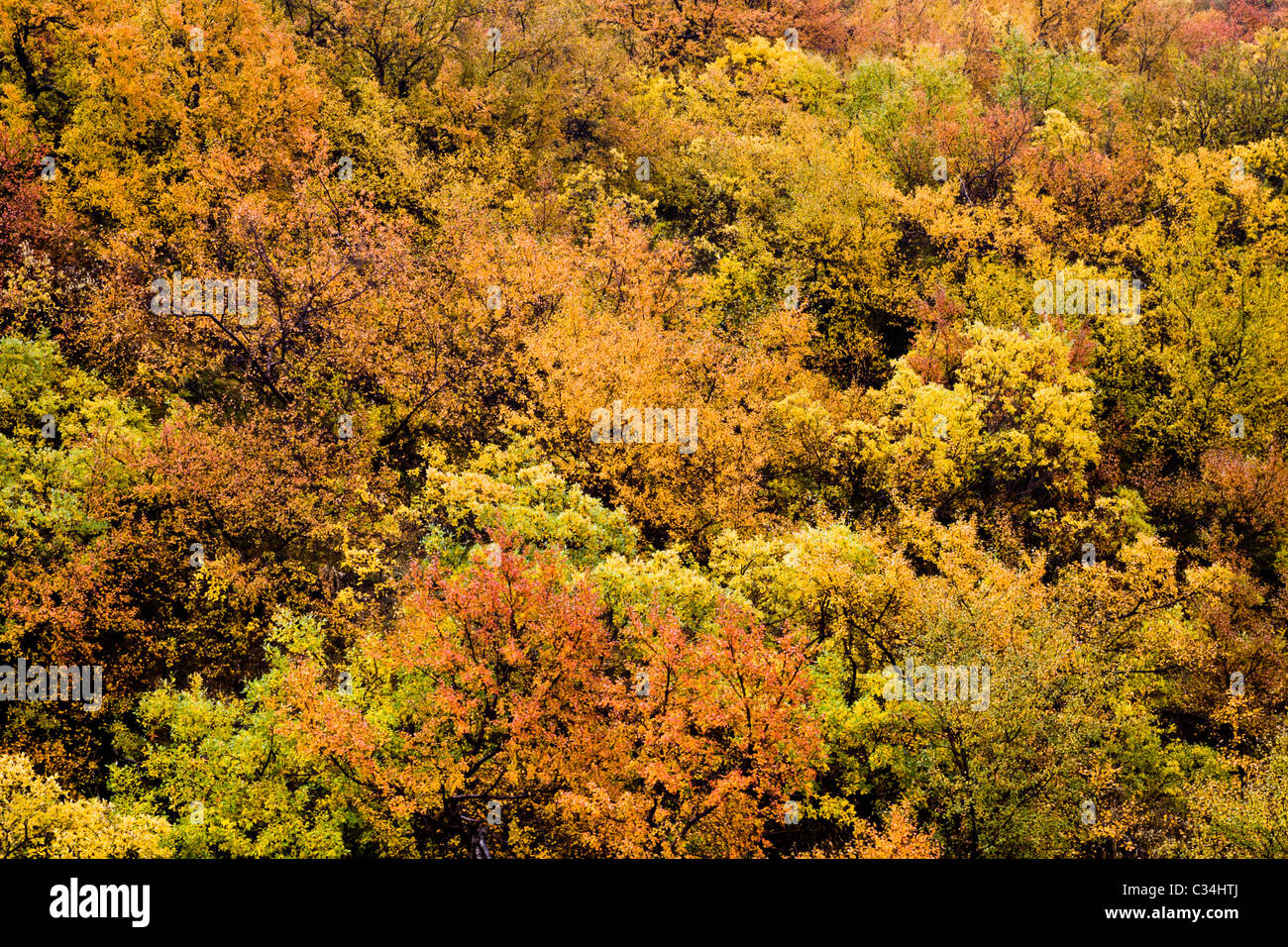 Los colores de otoño. Abedul (Betula). Narsarsuaq, al sur de Groenlandia. Foto de stock