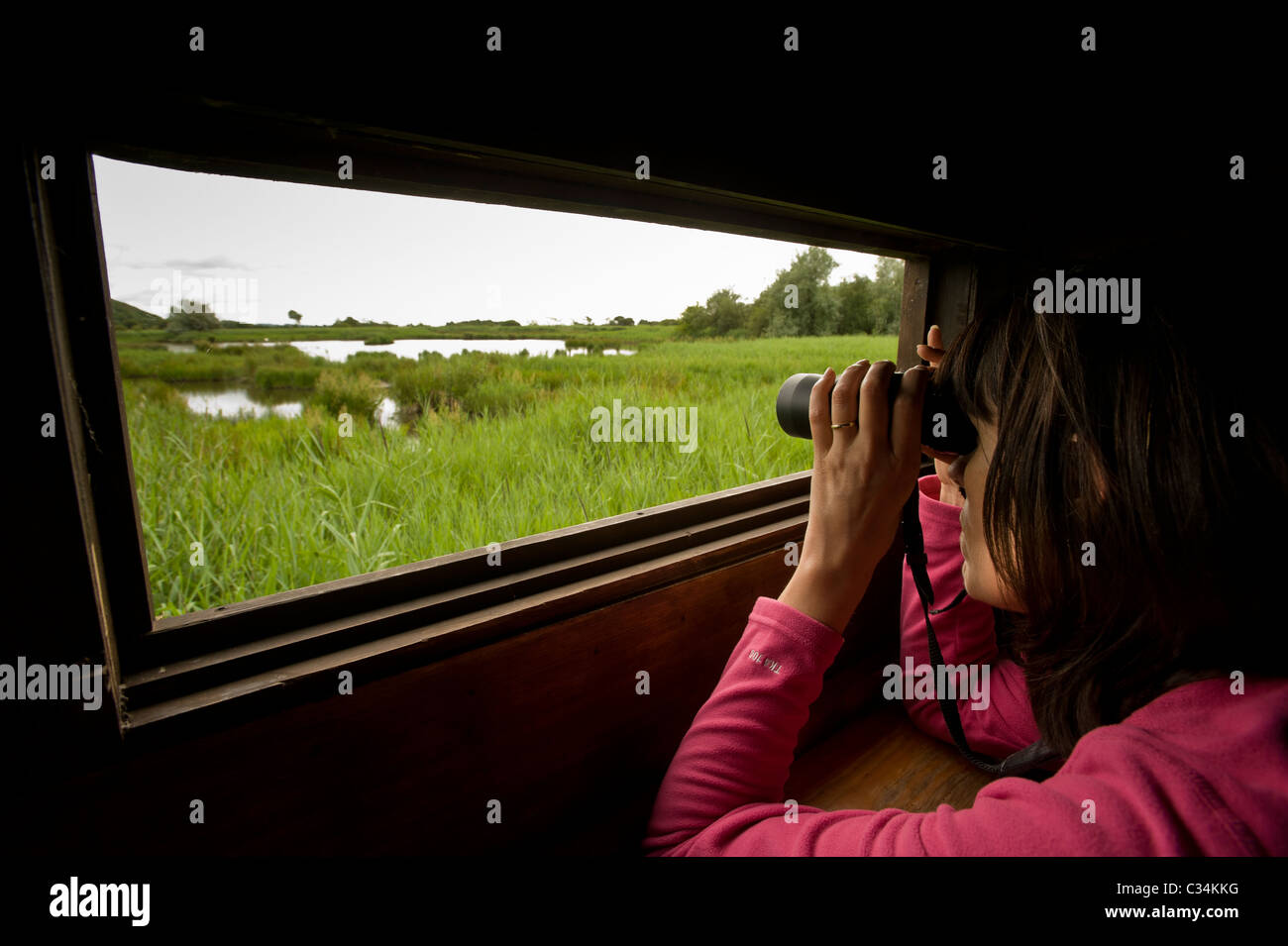 Mujer caucásica mirando a través de binoculares, fuera de una escotilla en un pájaro mirando la piel, Leighton Moss, Reino Unido. Foto de stock