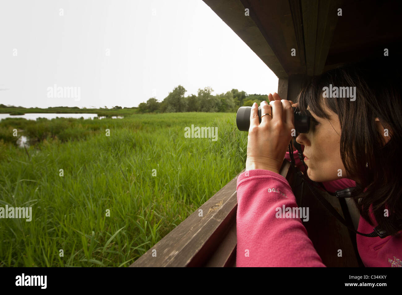 Mujer caucásica mirando a través de binoculares, fuera de una escotilla en un pájaro mirando la piel, Leighton Moss, Reino Unido. Foto de stock
