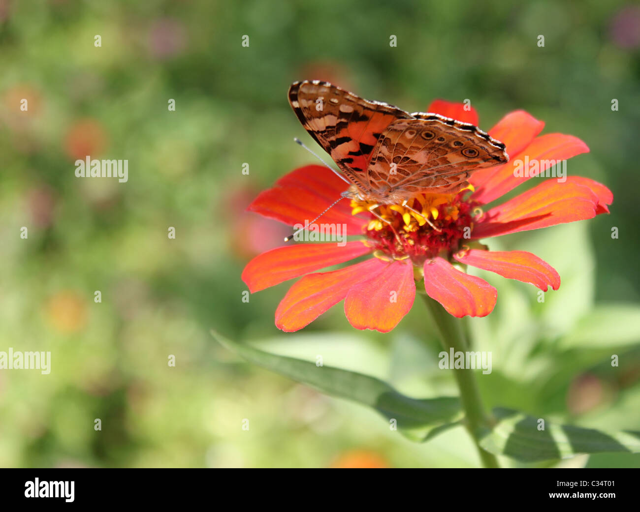 Butterfly (Painted Lady) sentados en flor (zinnia) Foto de stock