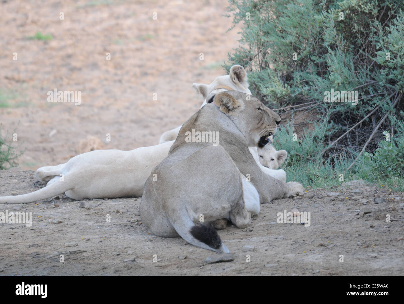 Wild lion hembra marrón y blanco juntos, un par de leones, león blanco con ojos azules Foto de stock