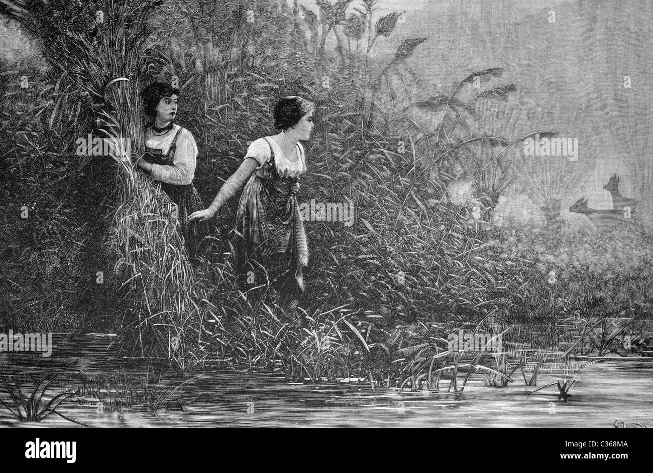 Reed la recolección en Río Rin, Alemania, imagen histórica 1886 Foto de stock