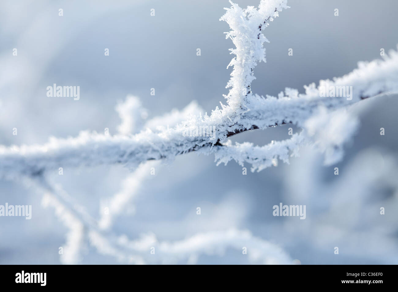 Las ramas cubiertas de nieve y cristales de hielo Foto de stock
