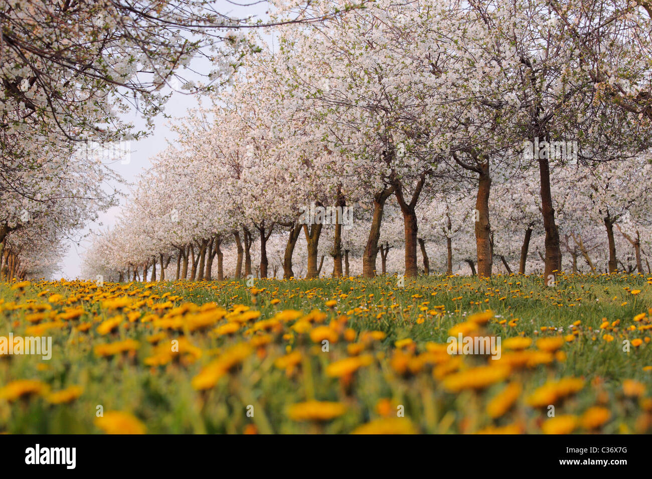 Flor de cerezo y jaramago en una plantación en primavera Foto de stock