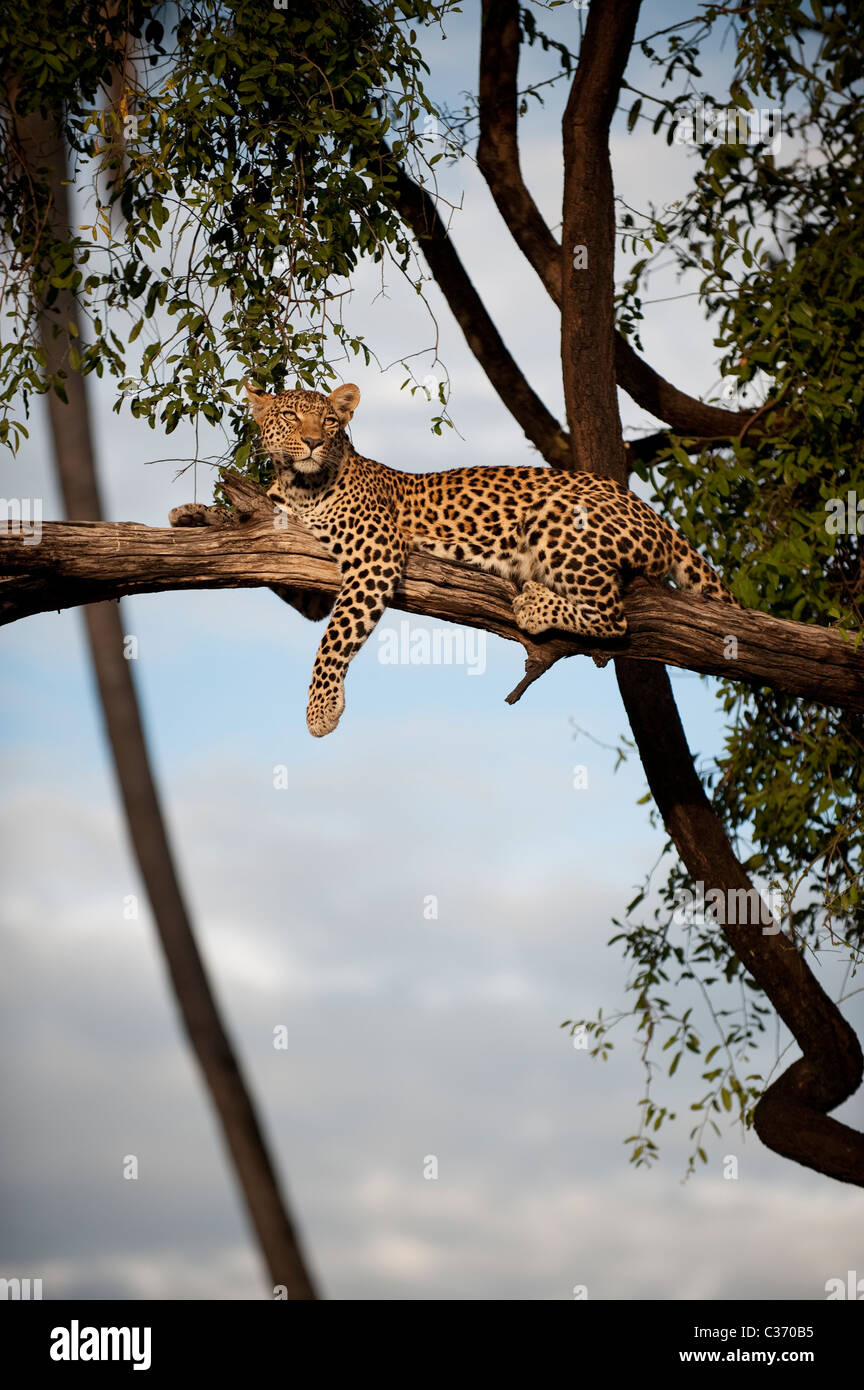 Mujeres africanas leopardo Panthera padres acostado en árbol en Mombo, Delta del Okavango Botswana en África Foto de stock