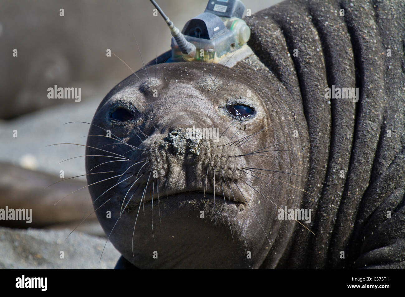 Una hembra southern Elephant Seal con un dispositivo de localización por  satélite o GPS pegado a la cabeza, Royal Bay, Isla Georgia del Sur  Fotografía de stock - Alamy