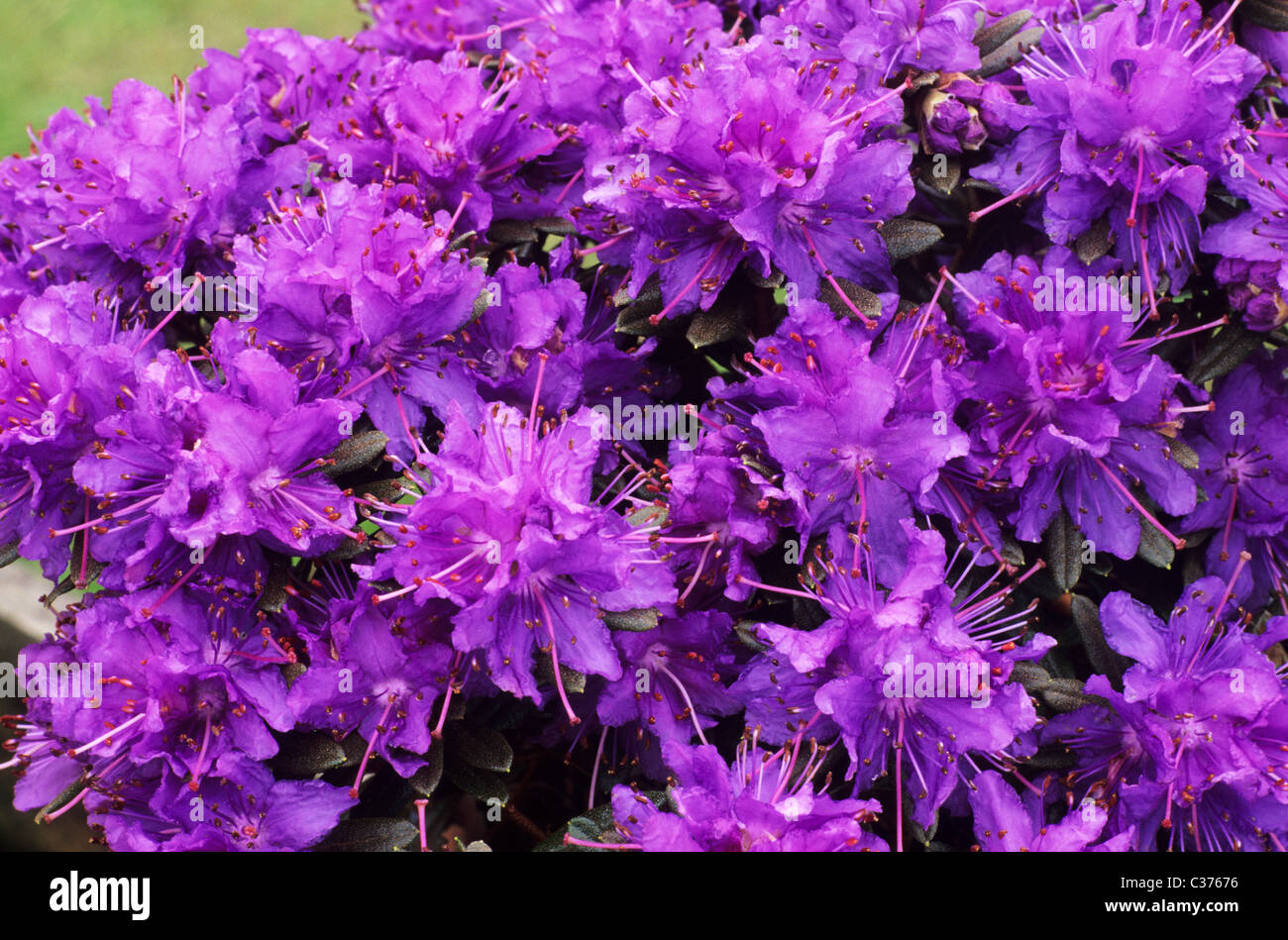 Rhododendron 'Azurika' flor violeta flores rododendros azaleas azaleas  plantas plantas de jardín Fotografía de stock - Alamy