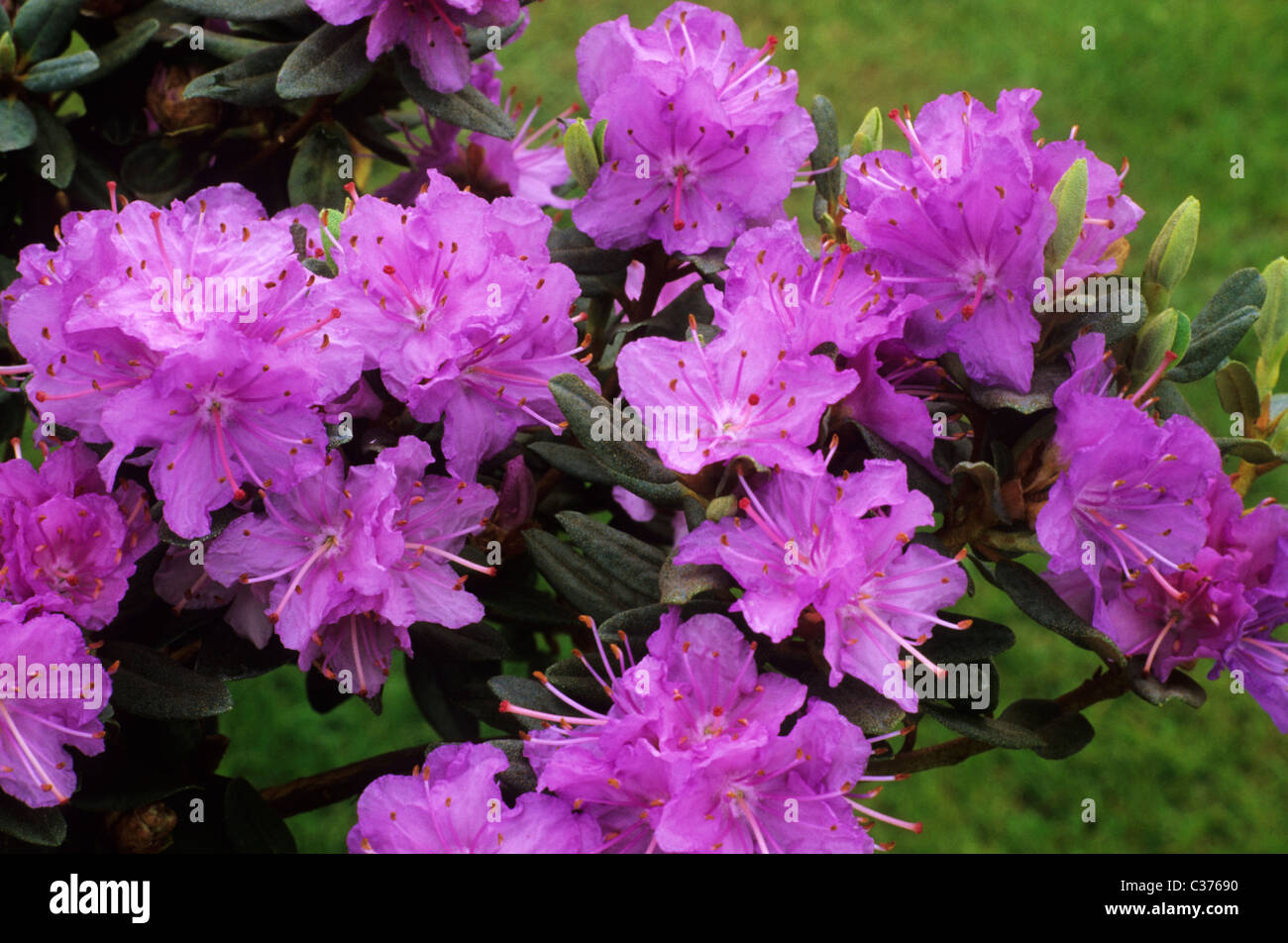 Rhododendron 'Ramapo' flor violeta flores rododendros azaleas azaleas  plantas plantas de jardín Fotografía de stock - Alamy