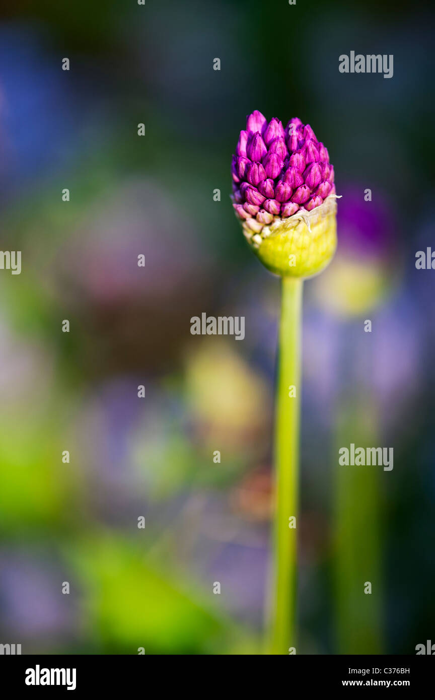 Allium hollandicum sensación de "púrpura". Flor de cebolla ornamentales emergiendo de bud Foto de stock