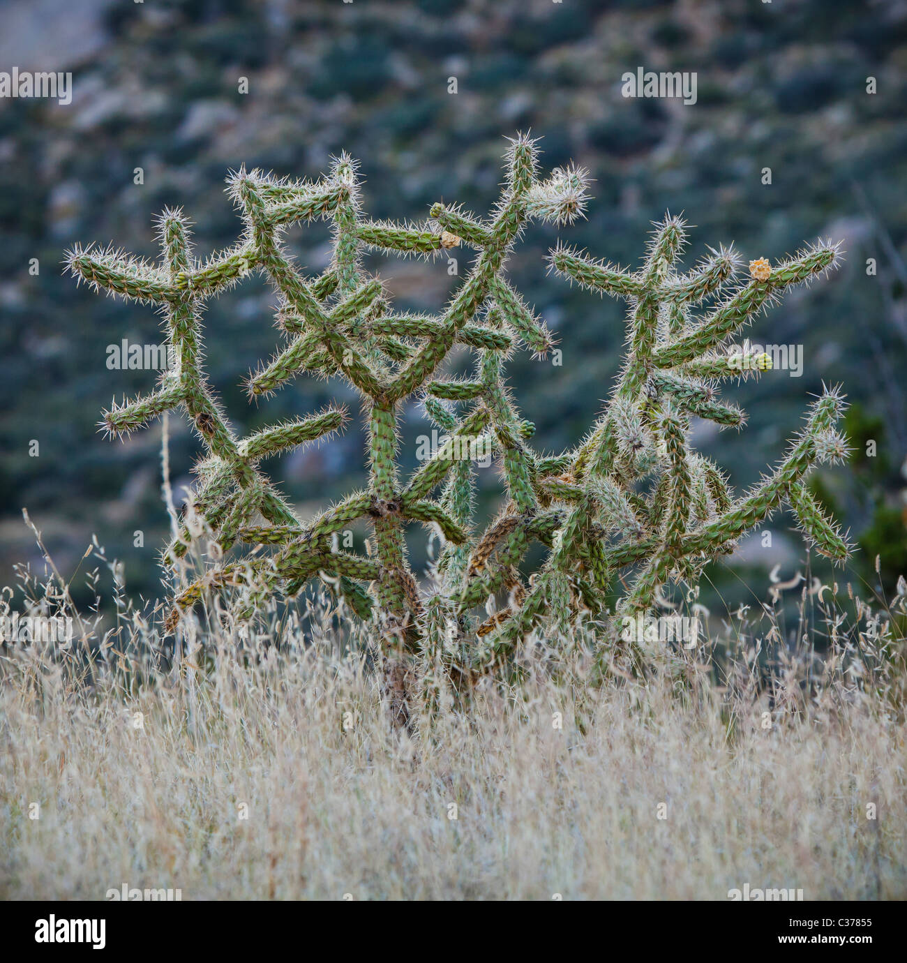 Cholla cactus y otras faoilage en el desierto, las estribaciones de las montañas Sandia, Nuevo México, EE.UU.. Foto de stock