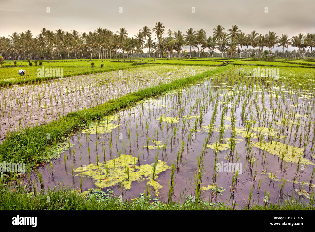 Campos de padi de arroz, Bali, Indonesia. Ryzo sp. Foto de stock