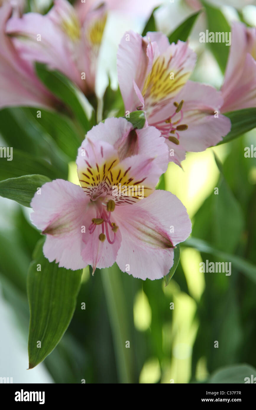 Astromelia flor fotografías e imágenes de alta resolución - Alamy