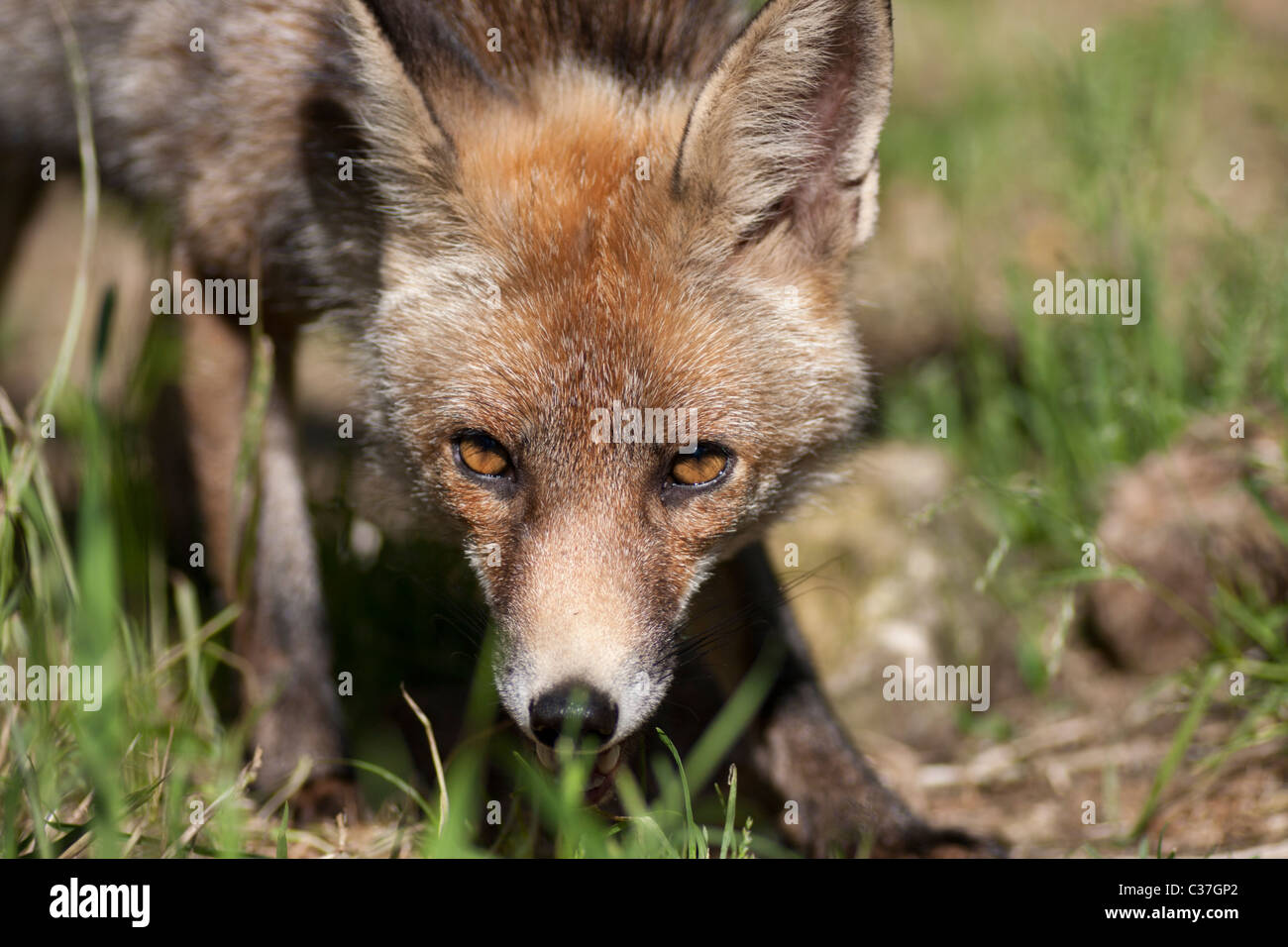 Fox gruñir en portugués woods, capturado con un Tamron 90mm f/2.8 Di Foto de stock