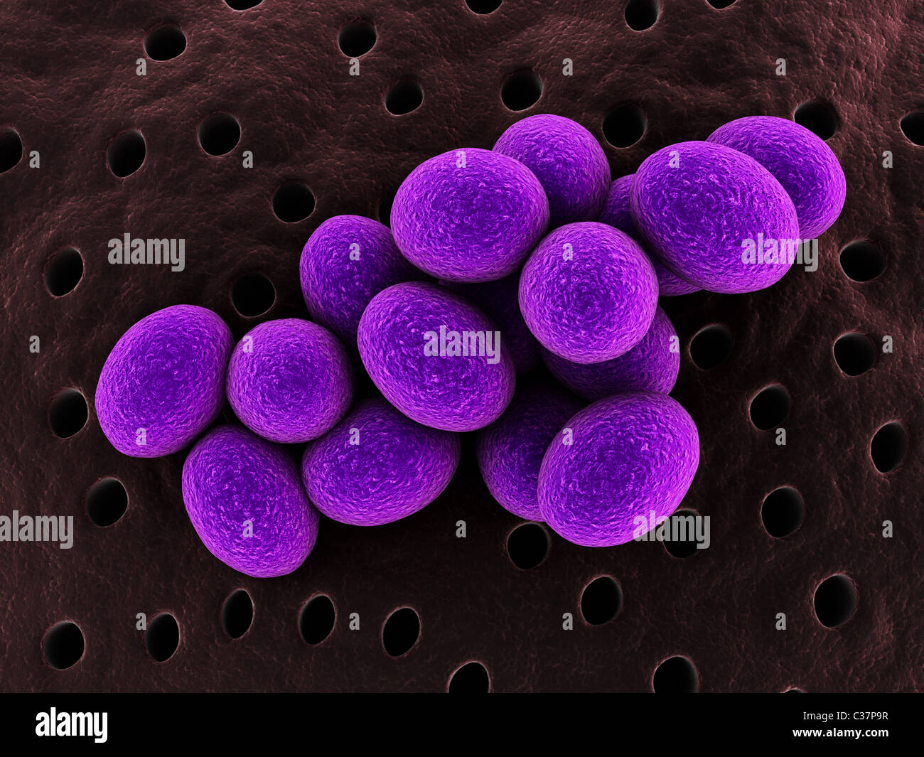 Staphylococcus Foto de stock