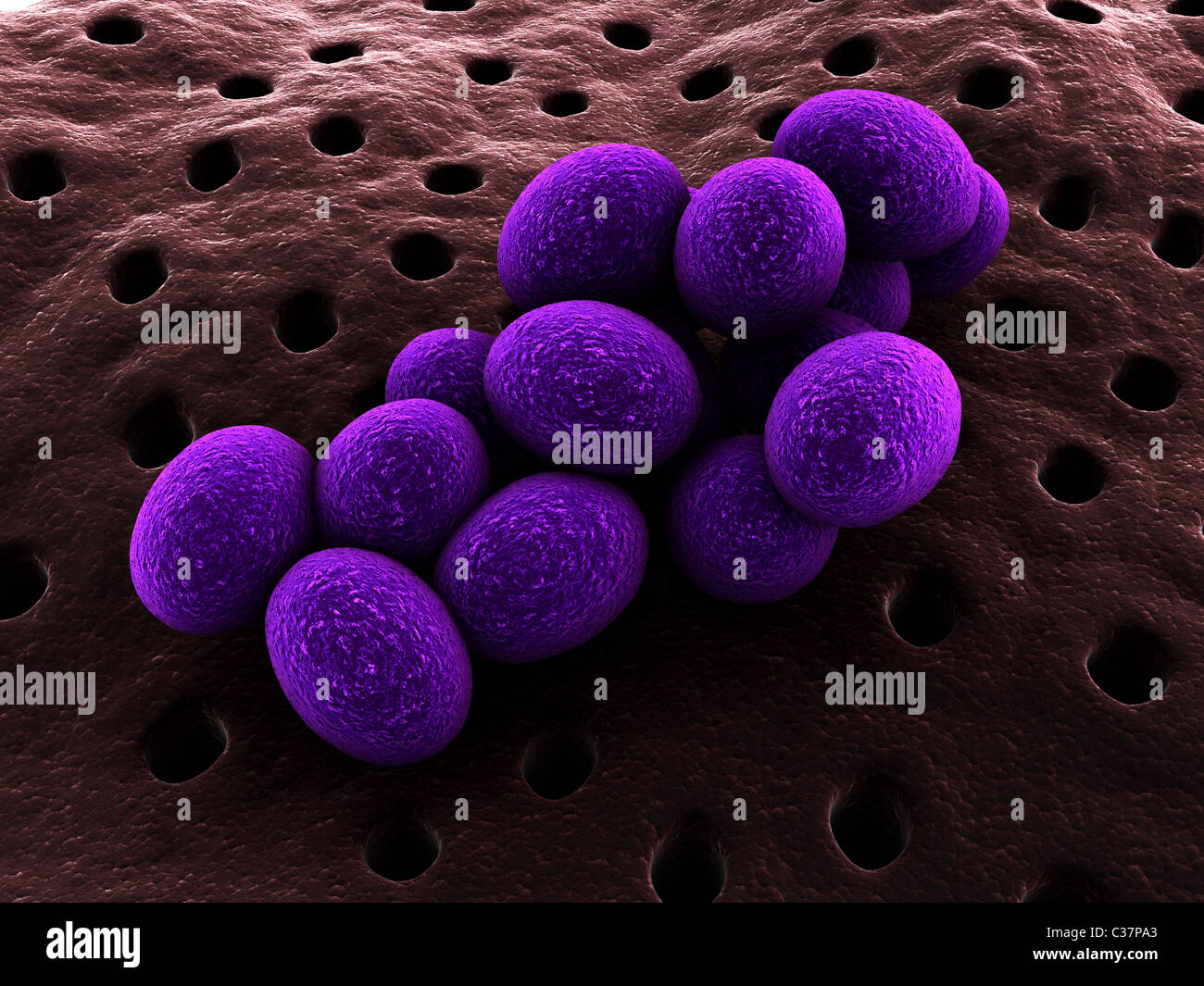 Staphylococcus Foto de stock