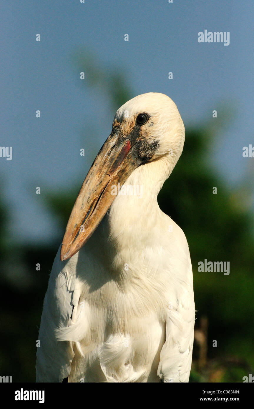 Asian Openbill (Anastomus oscitans) es un residente de aves zancudas. La forma de la ley otorga el pájaro de su nombre. Foto de stock