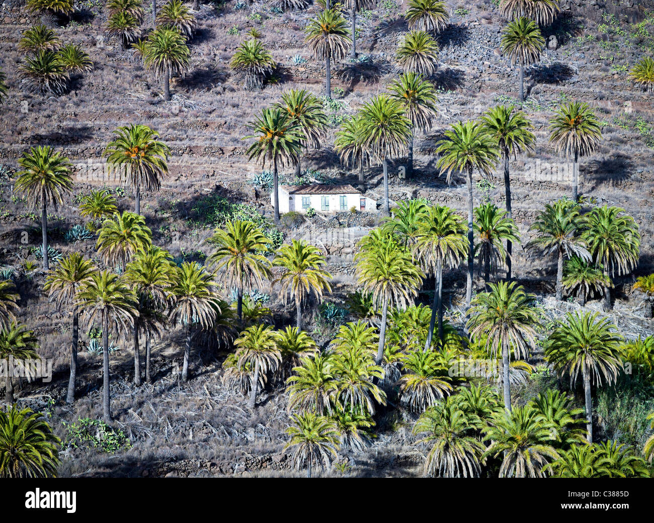 Casa aislada rodeada por palmeras, La Gomera, Islas Canarias Foto de stock