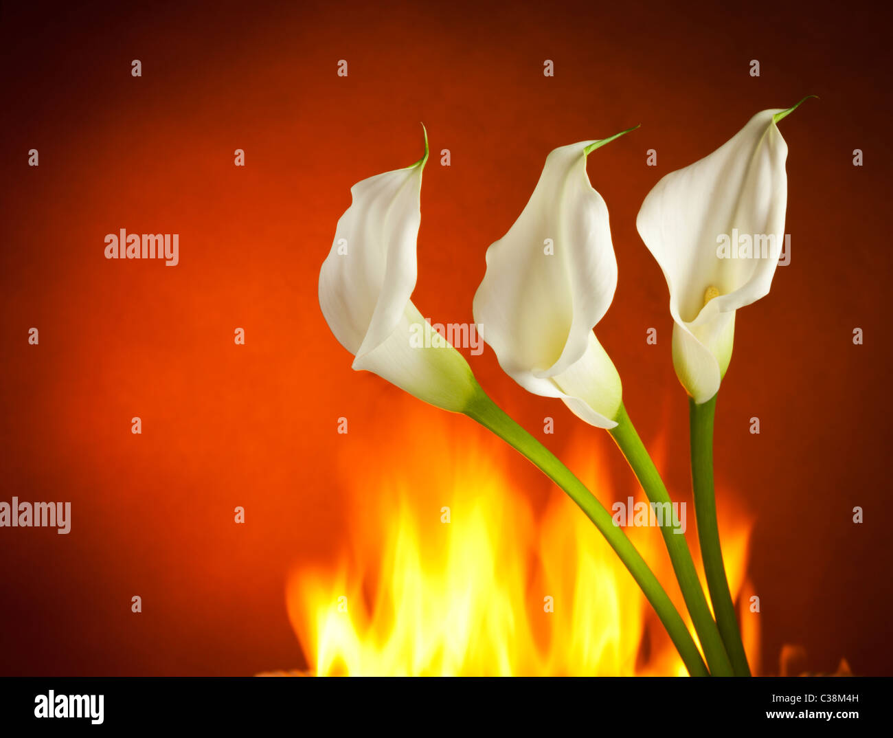 Tres lirios de cala Blanca, el fuego en el fondo Fotografía de stock - Alamy