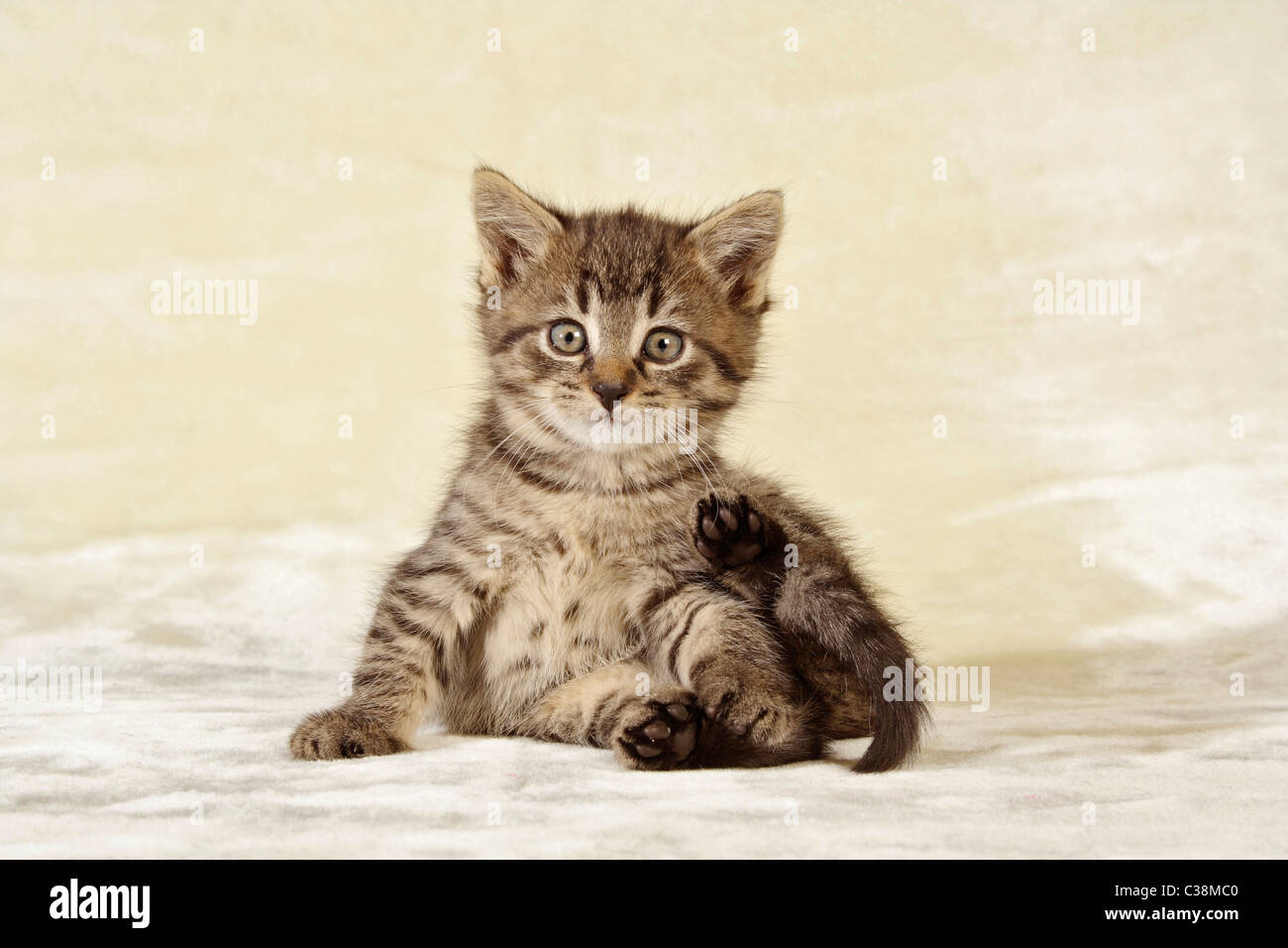 Domstic cat - Gatito - sentado Foto de stock
