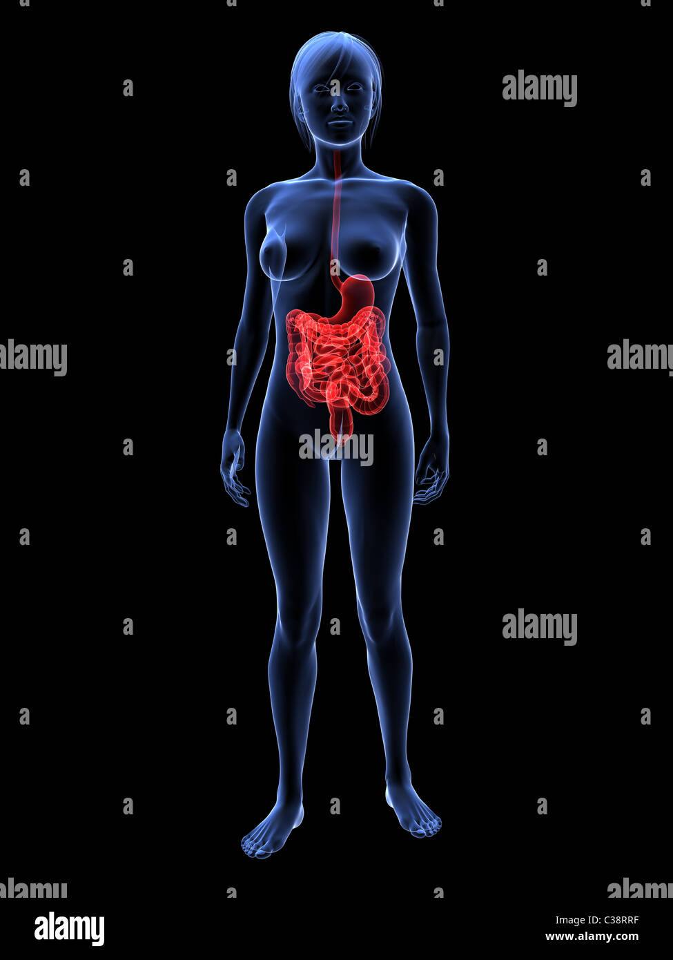 Sistema digestivo femenino Foto de stock