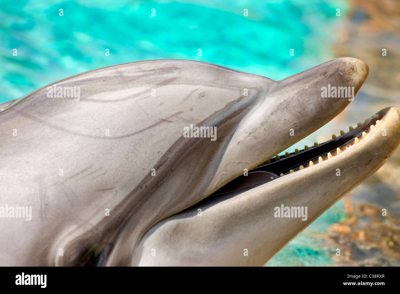 Las marsopas en Sea World, Orlando, Florida Foto de stock