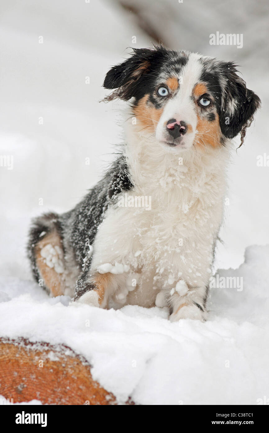 Miniatura de perro Pastor Australiano - sentado en la nieve Foto de stock