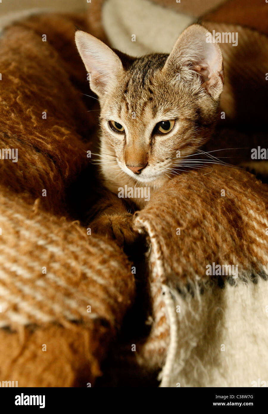 Cat. Foto de stock