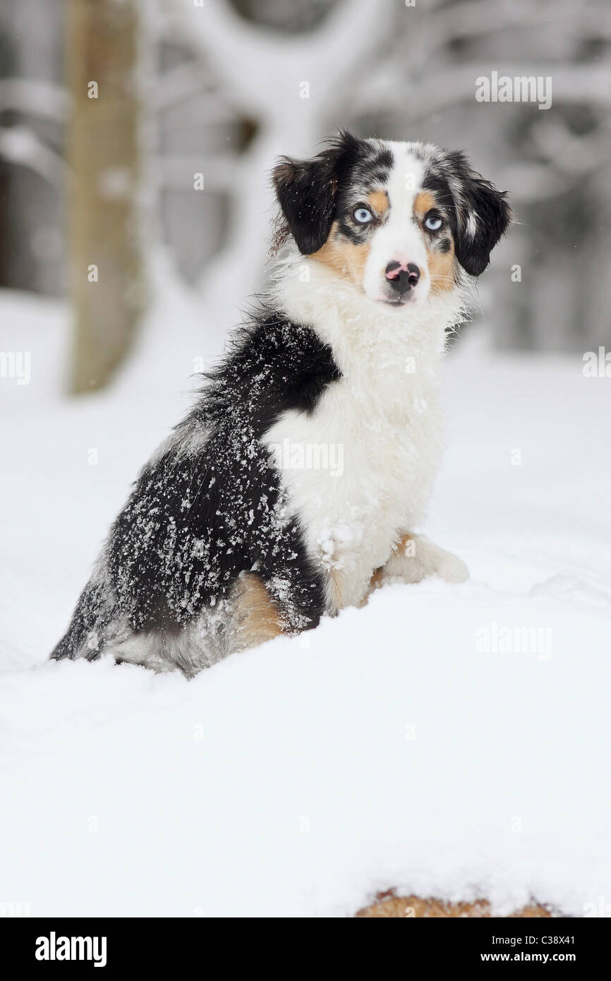 Miniatura de perro Pastor Australiano - sentado en la nieve Foto de stock