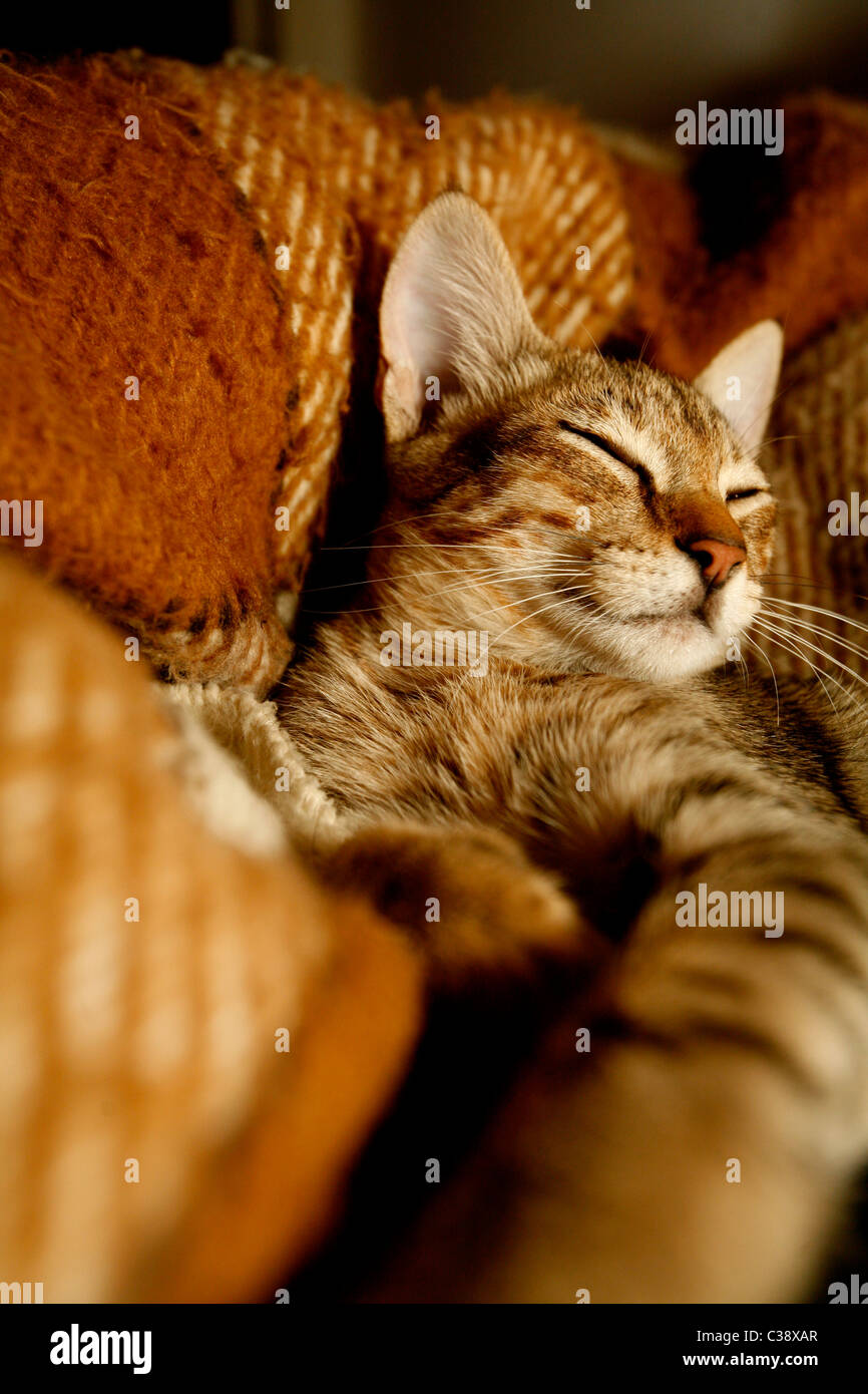 Gato durmiendo Foto de stock