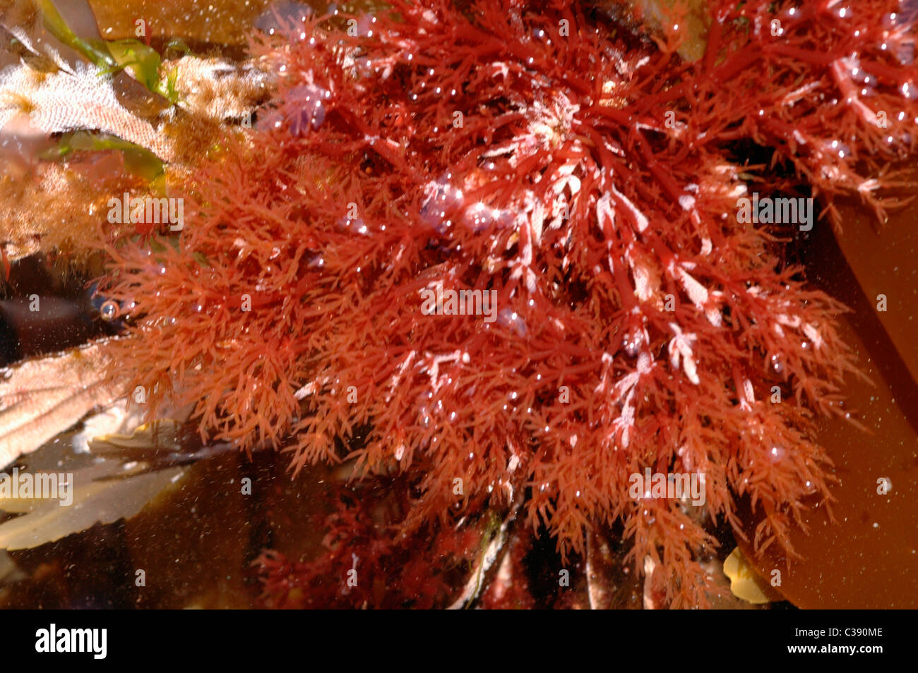 Weed (pod articulados Lomentaria articulata) un alga roja, en un rockpool, Cornwall UK Foto de stock