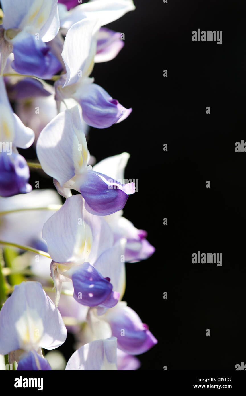 Floración Wisteria floribunda contra un fondo oscuro Foto de stock