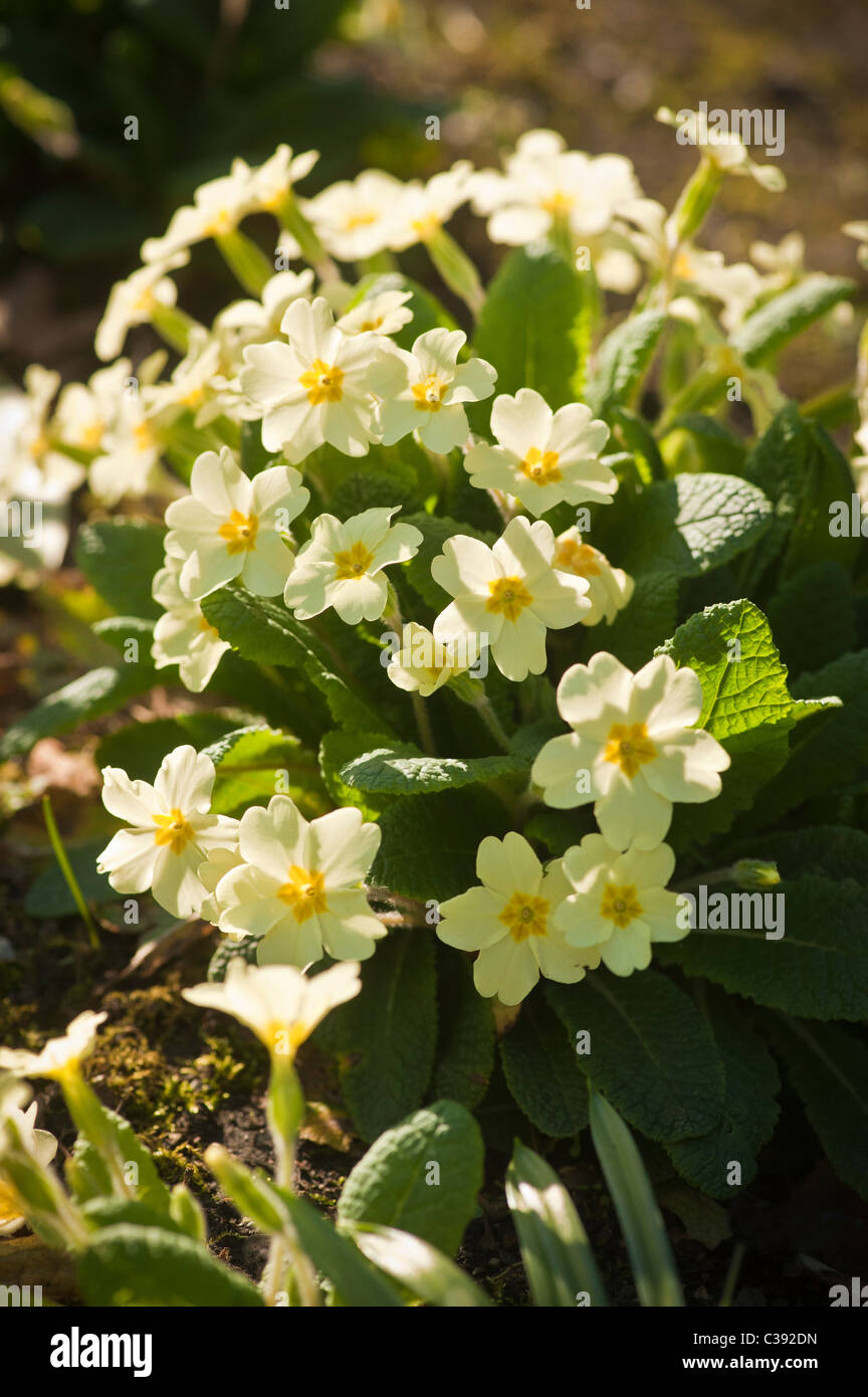 Primrose creciendo en el medio silvestre. Foto de stock