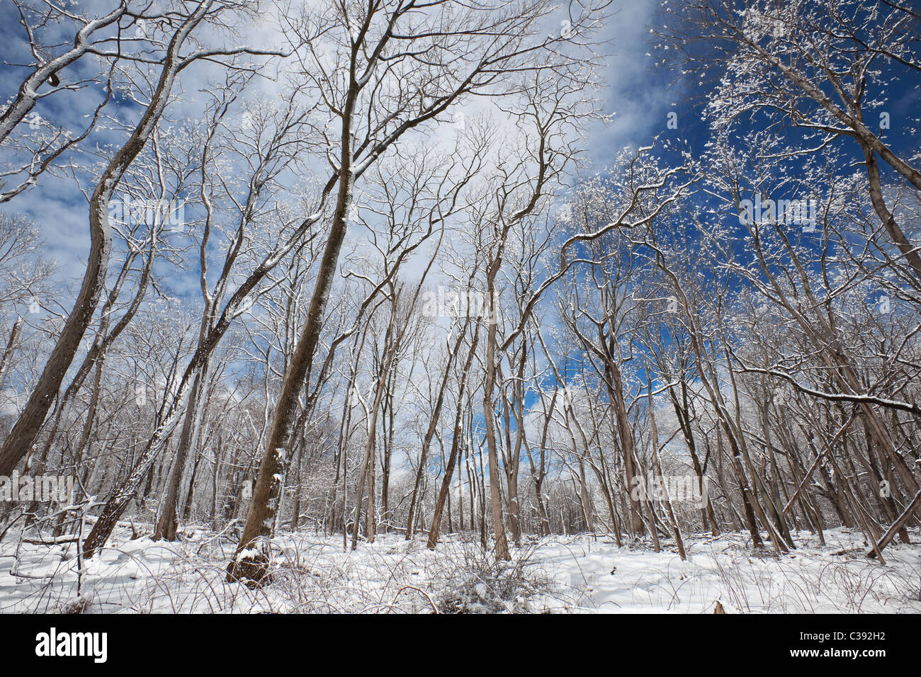 Bosques caducifolios en invierno Foto de stock